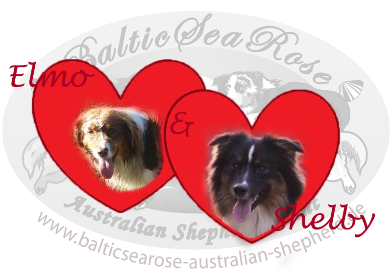 Australian Shepherd Welpen Wurf März 2016